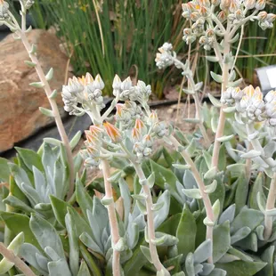 Dudleya cysmosa "Live Forever"