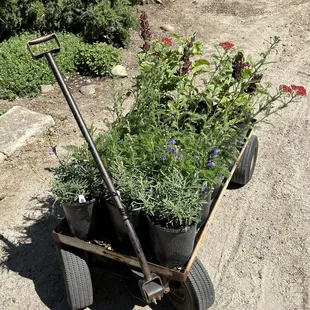 My cart full of sage, buckwheat, penstemon, yarrow, and elderberry!