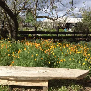 California Poppies blooming at Intermountain Nursery