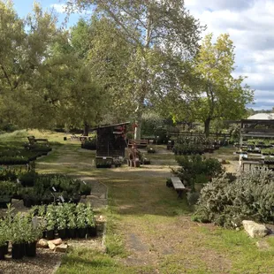 Grounds at Intermountain Nursery
