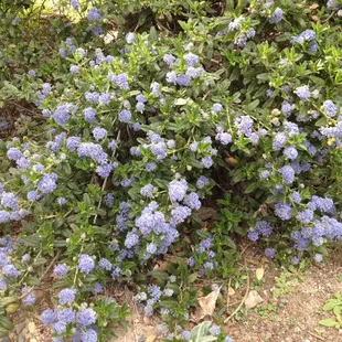 Ceanothus blooming at Intermountain Nursery