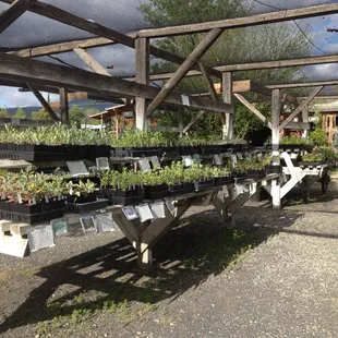 Pesticide Free Seasonal Vegetable Plants