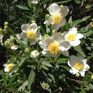 Carpenteria californica, native shrub endemic to Fresno Co.