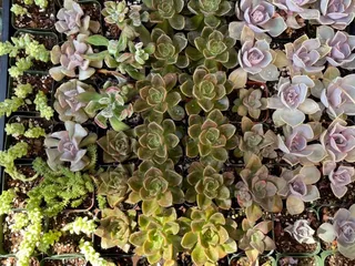 Luxurious Succulents
