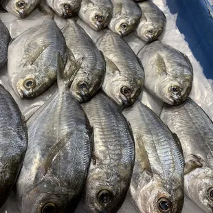 Fresh pompano.