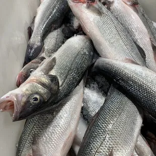 Branzino (loup de mar)