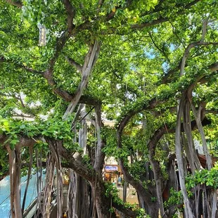 Banyan Tree