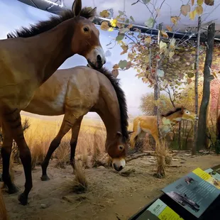 At International Museum of the Horse