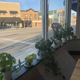 a row of potted plants on a window sill
