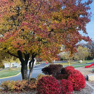 Pretty fall foliage