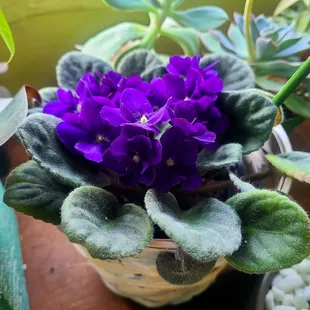 House plants and gifts that live on.