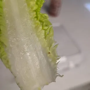 They dont wash their lettece properly.  So double check b4 you eat. (Bug)