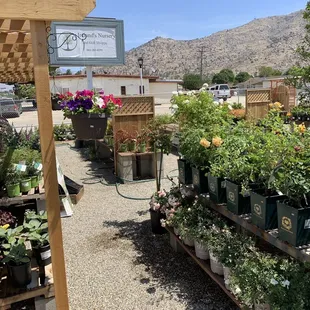 Ireland's Nursery and Gift Shoppe