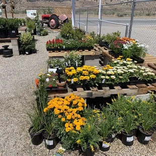 Nice selection of flowers