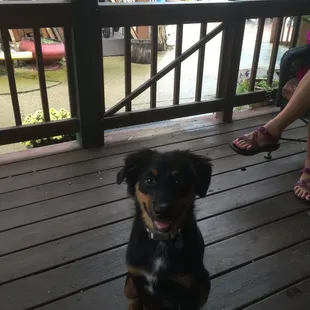 Ellie chilling in brown county