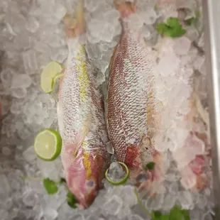 #REDSNAPPER