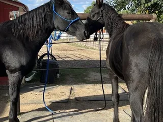 Shiloh Farms