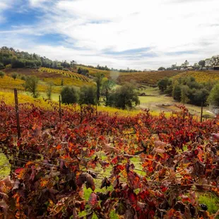 Photograph taken by John Huan Vu of San Jose on November 5, 2021. For personal use only unless explicit permission from the owner.