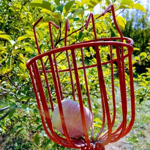 Apple pickers available for picking the high apples.