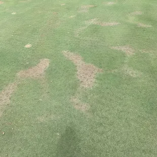 This is what ALL of the greens looked like. I&apos;ve seen Tee boxes in better shape