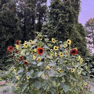 Garden by outdoor seating!