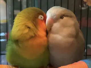 Grapevine Convention Center