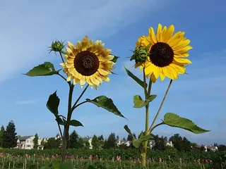 Ramirez Farm