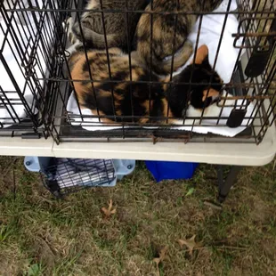 Some of the kittens up for adoption from Luv Your Dog. I adopted the kitten with the tigeresque fur!