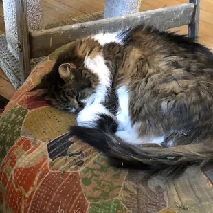 Shop cat