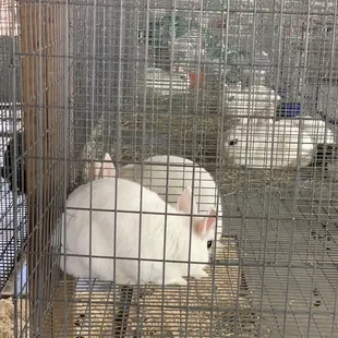 Snow rabbits in July?!?