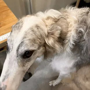 Personal Shopper Astro