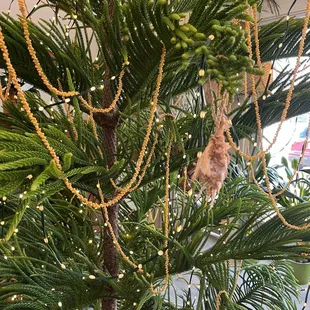 Norfolk pine holiday decor, inside the shop. Just a quick snap.