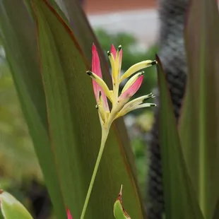 a pink and yellow flower