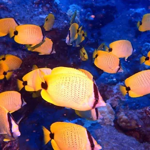 raccoon butterfly fish