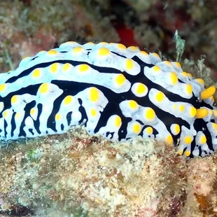 fired egg nudibranch