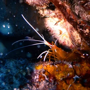 cleaner shrimp