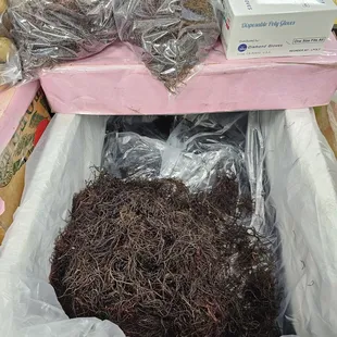 Limu (seaweed) - great for pickling or in poke