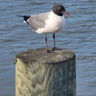 Say &quot;Hi&quot; to Shellie