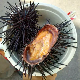 Uni Bowl