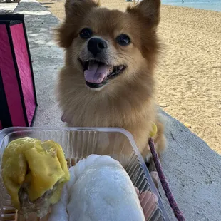 Pork has and half moon for ala Moana picnic