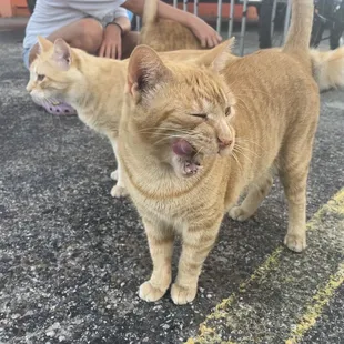 Friendly, shop cats