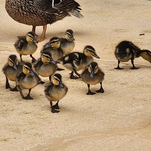 Momma came to show me her new kids