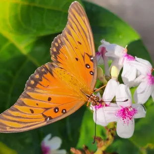 Thanks for visiting my yard beautiful!