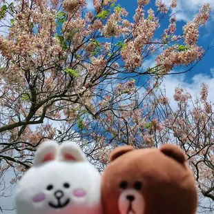 The trees are actually pink Shower Trees!