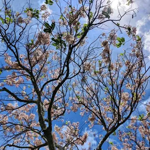Pink shower trees look like cherry blossom trees!