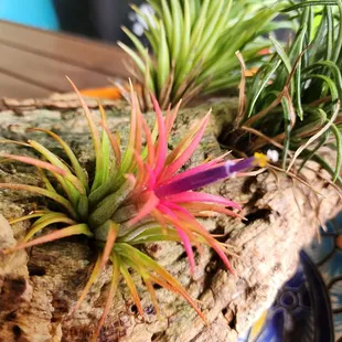 New colorful flower from the air plant