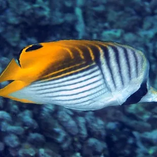 threadfin butterfly fish