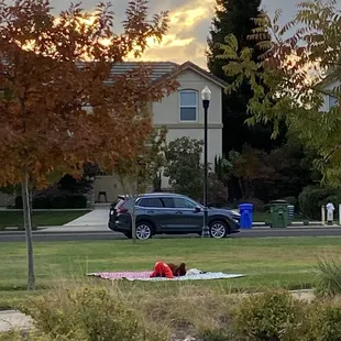 picnic basking from afar