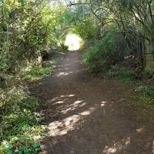 a dirt path in the woods