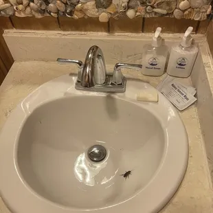 Roach in my sink
